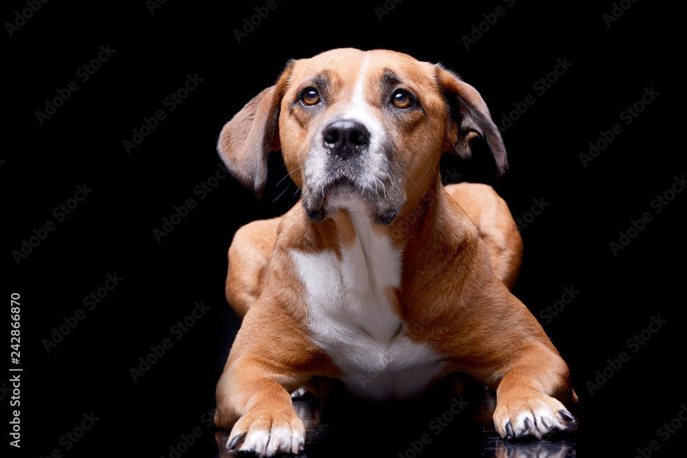 Studio shot of an adorable Staffordshire Terrier