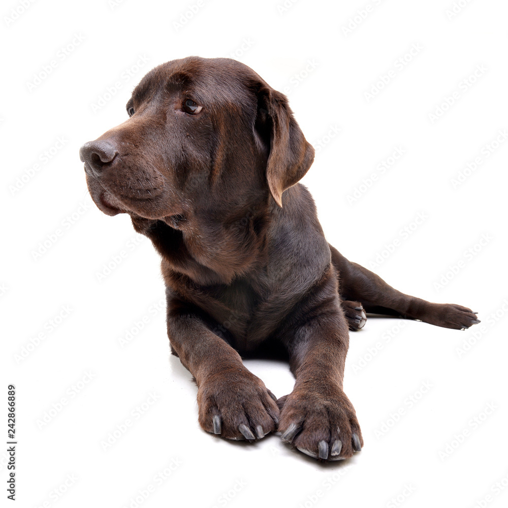 Studio shot of an adorable Labrador retriever Studio shot of an adorable Labrador retriever