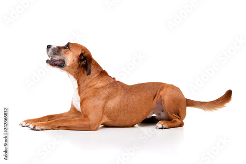 Studio shot of an adorable Staffordshire Terrier