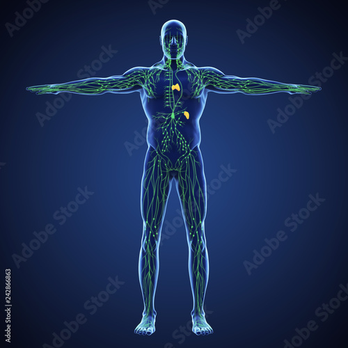Human Lymphatic System Illustration photo