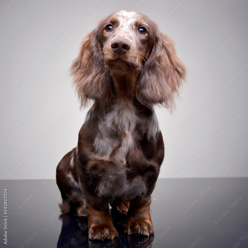 Studio shot of a cute Dachshund puppy