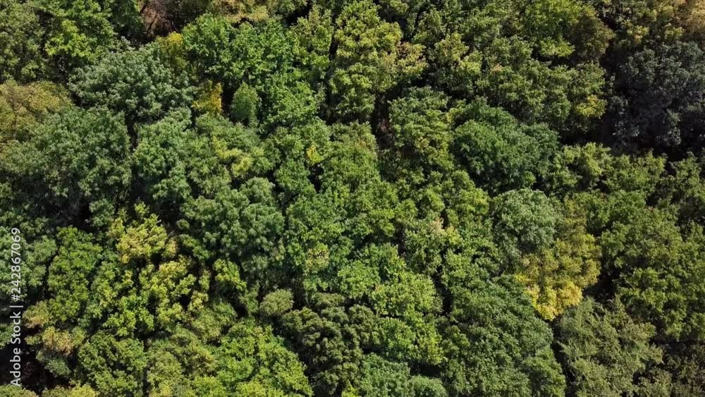 Static aerial top down view of top of summer forest with moderate wind background Static aerial top down view of top of summer forest with moderate wind background