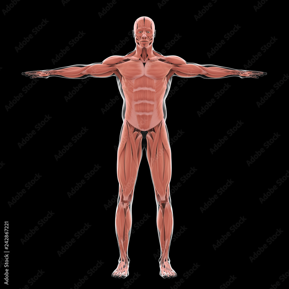 Human Muscular System Illustration Human Muscular System Illustration