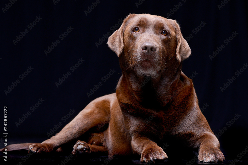 Studio shot of an adorable Labrador retriever Studio shot of an adorable Labrador retriever