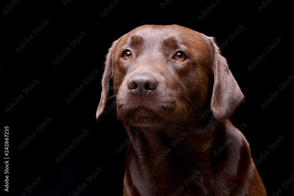 Portrait of an adorable Labrador retriever Portrait of an adorable Labrador retriever