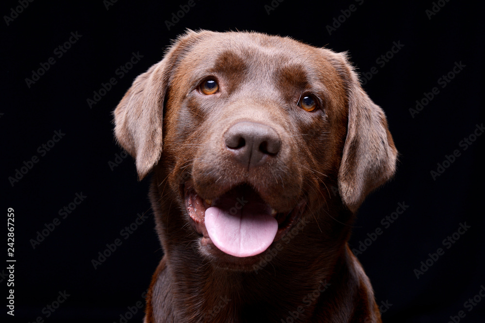 Portrait of an adorable Labrador retriever