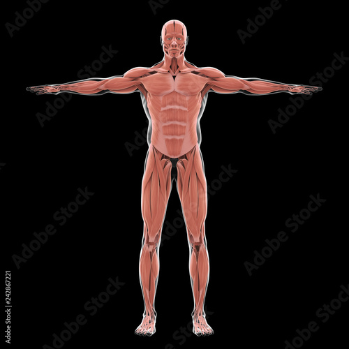 Human Muscular System Illustration © nerthuz