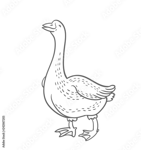 White Goose isolated on white background, goose hand drawn