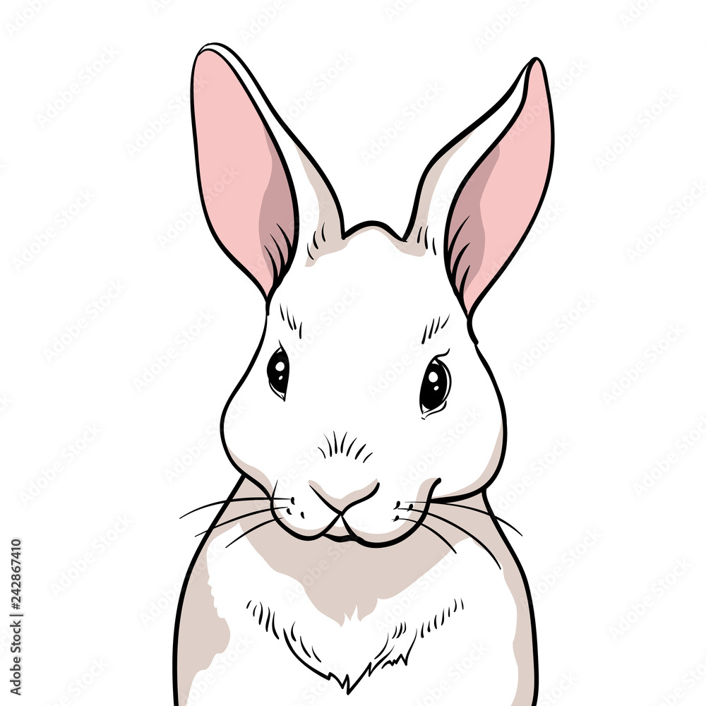 Obraz premium Rabbit portrait isolated