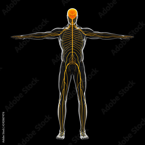 Human Nervous System Illustration photo