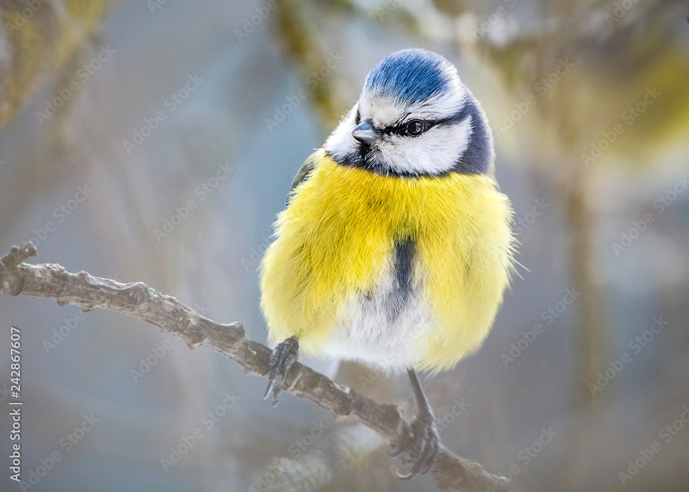 Fototapeta premium Blaumeise