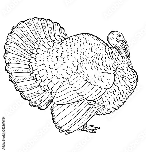 White turkey, illustration sketch, turkey isolated