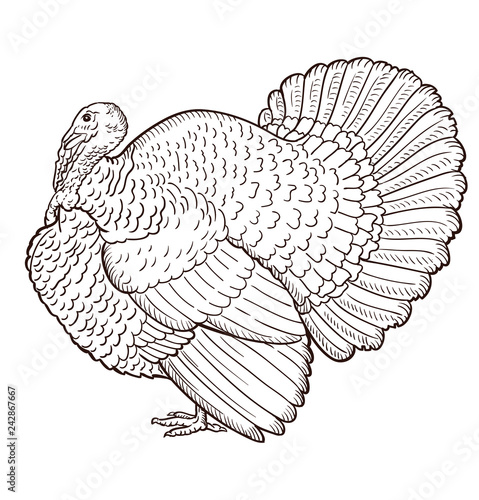 Turkey contour isolated on the white background