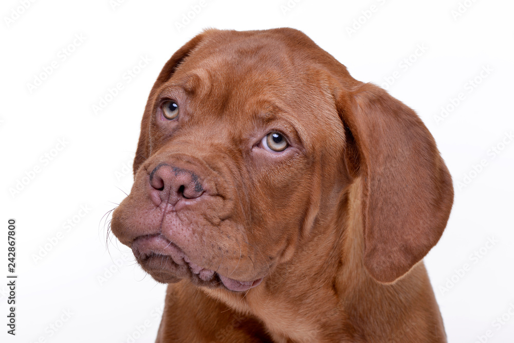 Portrait of an adorable Dogue de Bordeaux