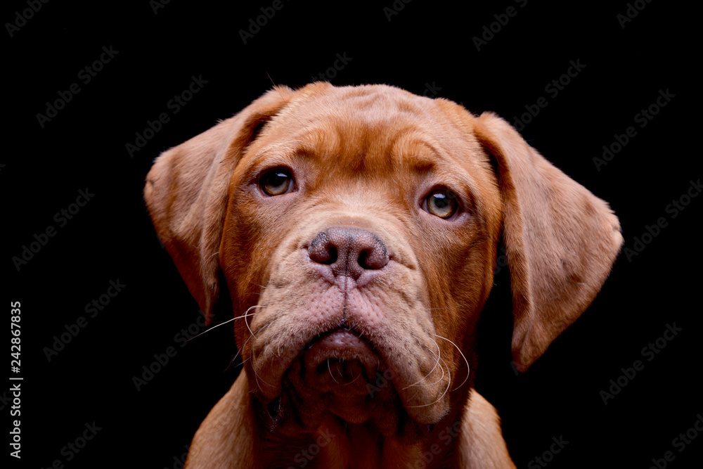 Portrait of an adorable Dogue de Bordeaux Portrait of an adorable Dogue de Bordeaux