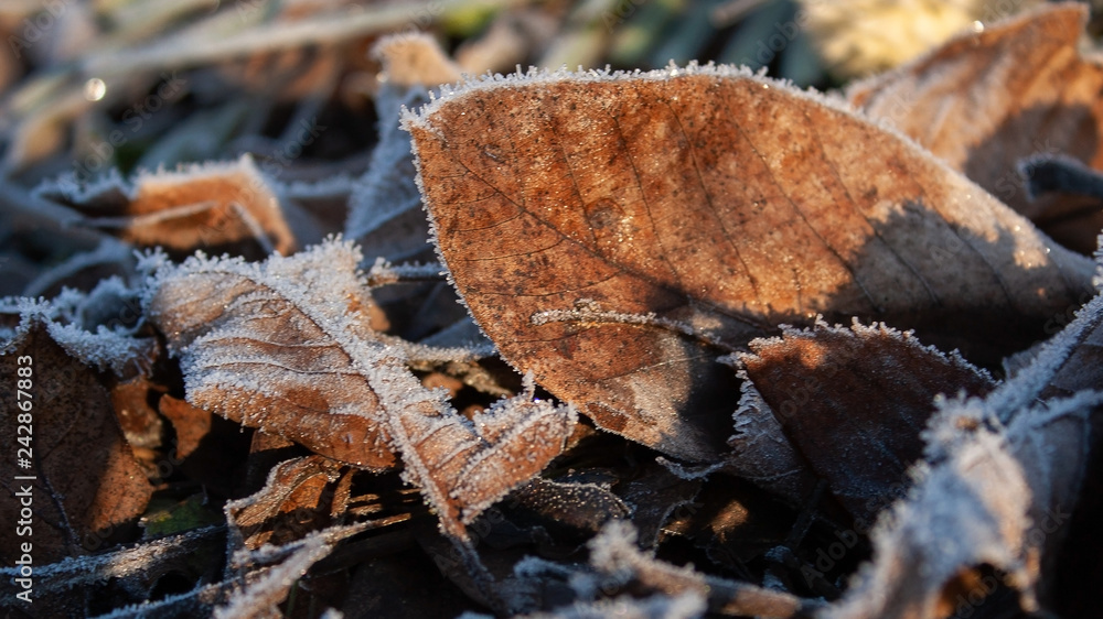 Background of brown frozen leaves covered with hoarfrost. The first frost. Macro.