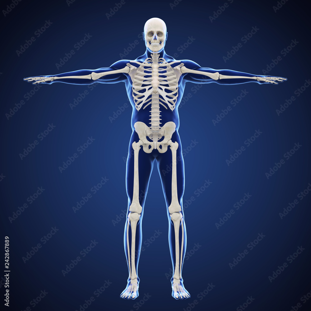 Human Skeletal System Illustration Human Skeletal System Illustration