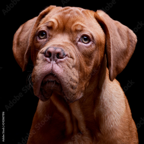 Portrait of an adorable Dogue de Bordeaux