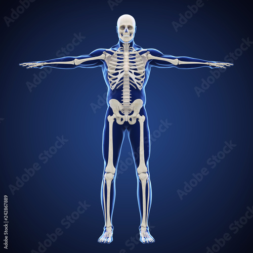 Human Skeletal System Illustration