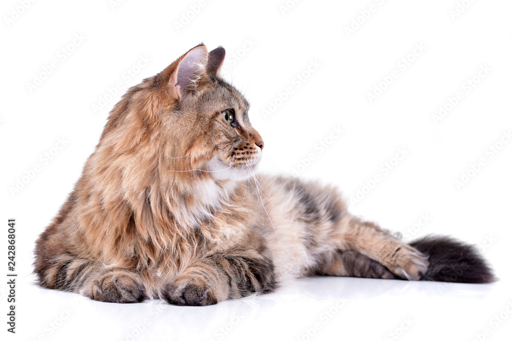 Studio shot of an adorable tabby cat Studio shot of an adorable tabby cat