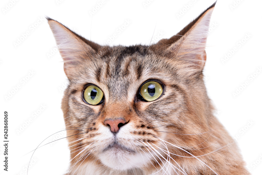 Portrait of an adorable tabby cat Portrait of an adorable tabby cat