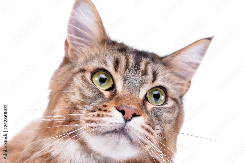 Portrait of an adorable tabby cat