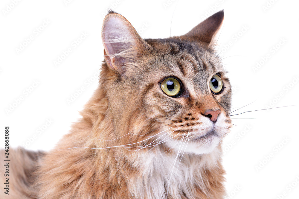 Portrait of an adorable tabby cat Portrait of an adorable tabby cat