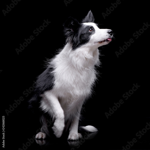 Studio shot of an adorable Border collie