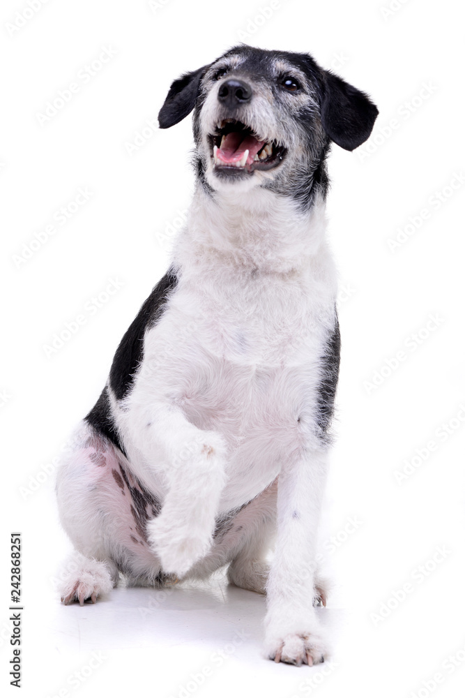 Studio shot of an adorable mixed breed dog Studio shot of an adorable mixed breed dog