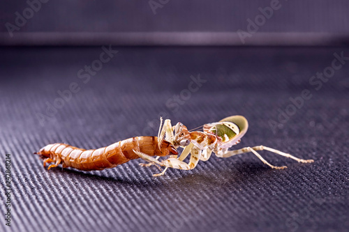 Mantis Creobroter gemmatus fertilized female photo