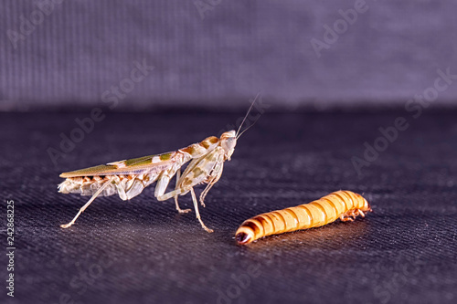 Mantis Creobroter gemmatus fertilized female photo