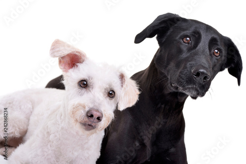 Studio shot of two adorable mixed breed dog