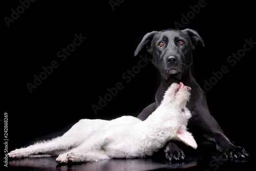 Studio shot of two adorable mixed breed dog © kisscsanad