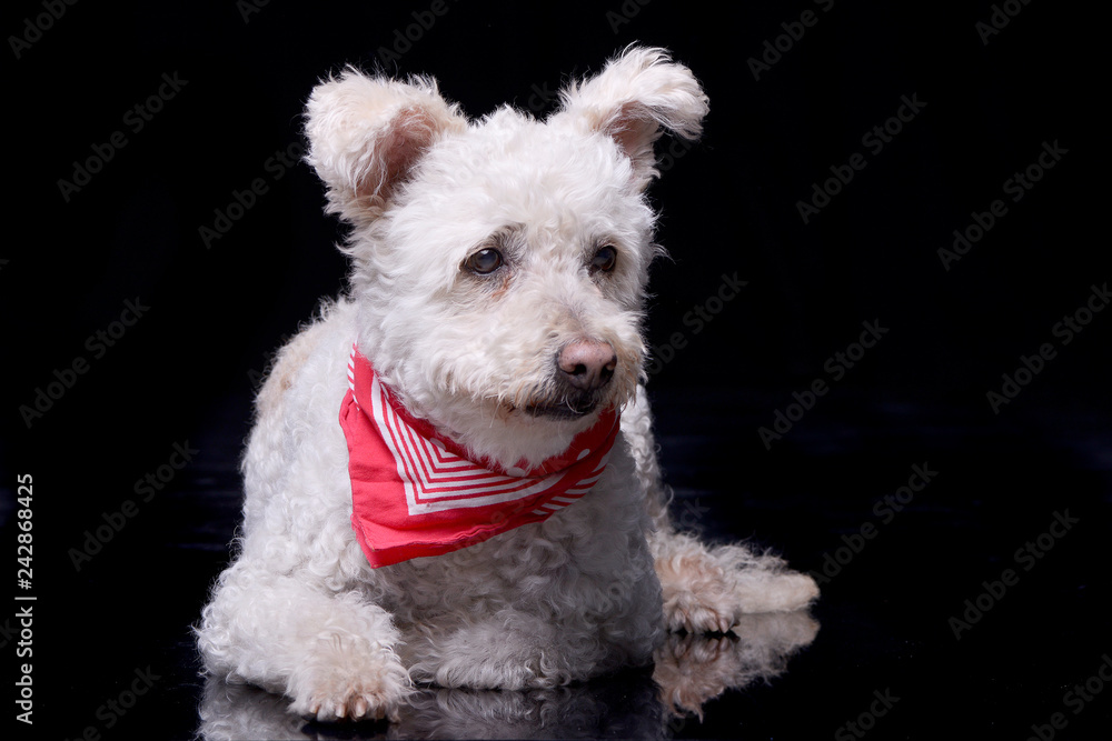 Studio shot of an adorable Poodle Studio shot of an adorable Poodle