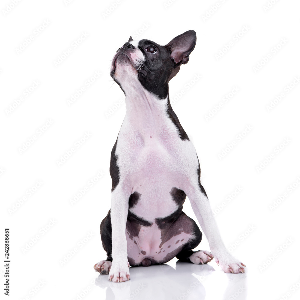 Studio shot of an adorable Boston Terrier