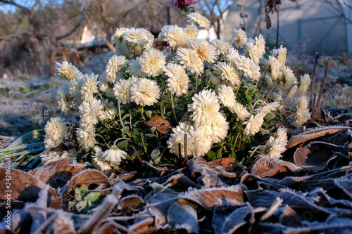 Frozen white frost-covered chrysanthemum flowers.The first frost.