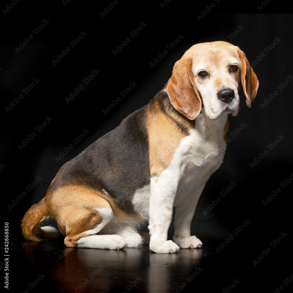 Studio shot of an adorable Beagle