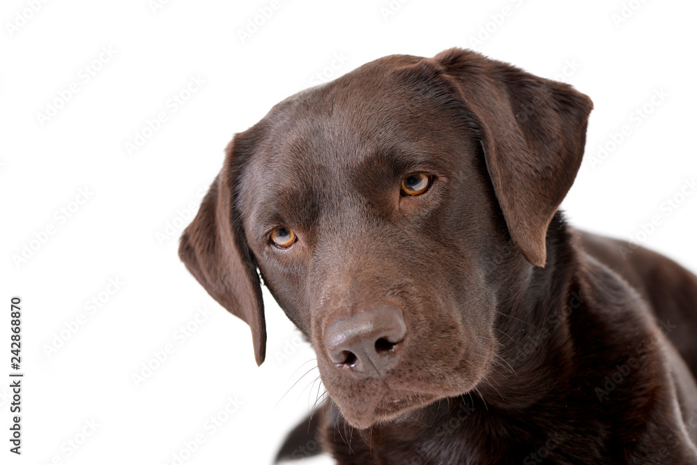 Portrait of an adorable Labrador retriever