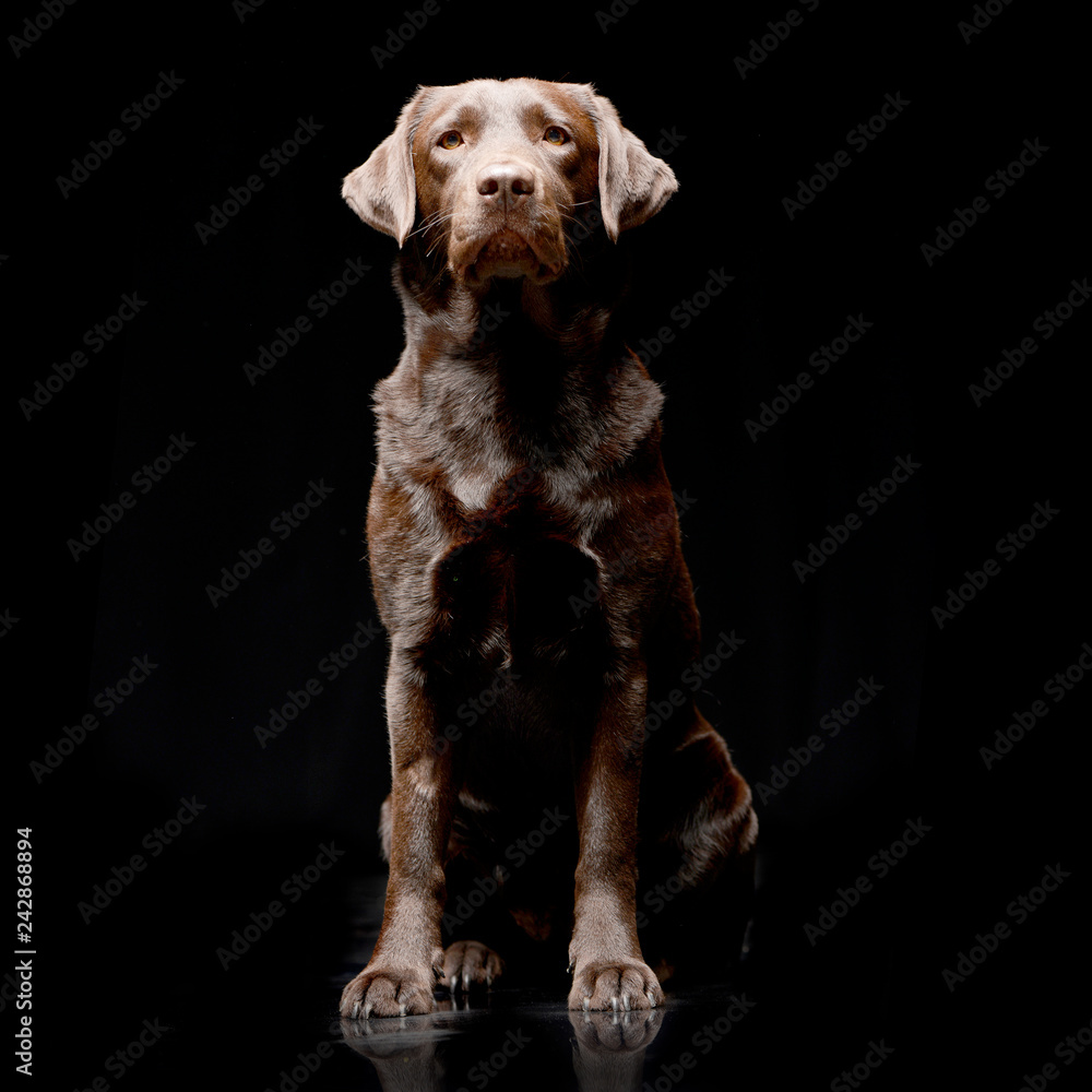 Studio shot of an adorable Labrador retriever Studio shot of an adorable Labrador retriever