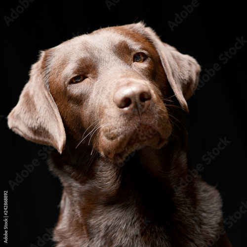 Portrait of an adorable Labrador retriever © kisscsanad