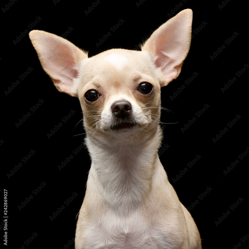 Portrait of an adorable Chihuahua