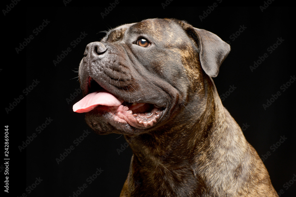 Portrait of an adorable Bull mastiff