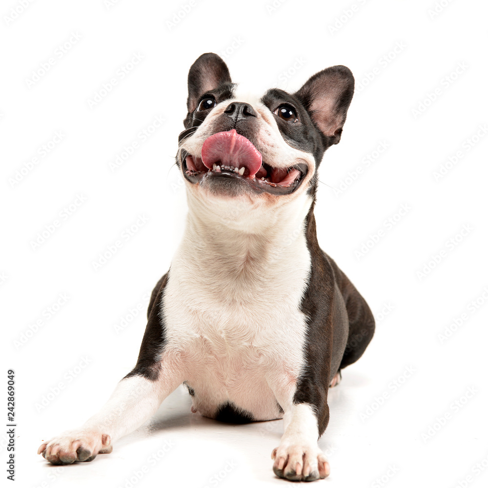Fototapeta premium Studio shot of an adorable Boston Terrier