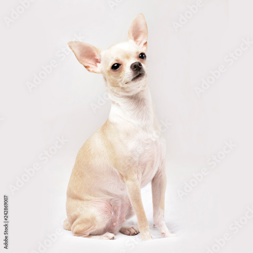 Studio shot of an adorable Chihuahua © kisscsanad