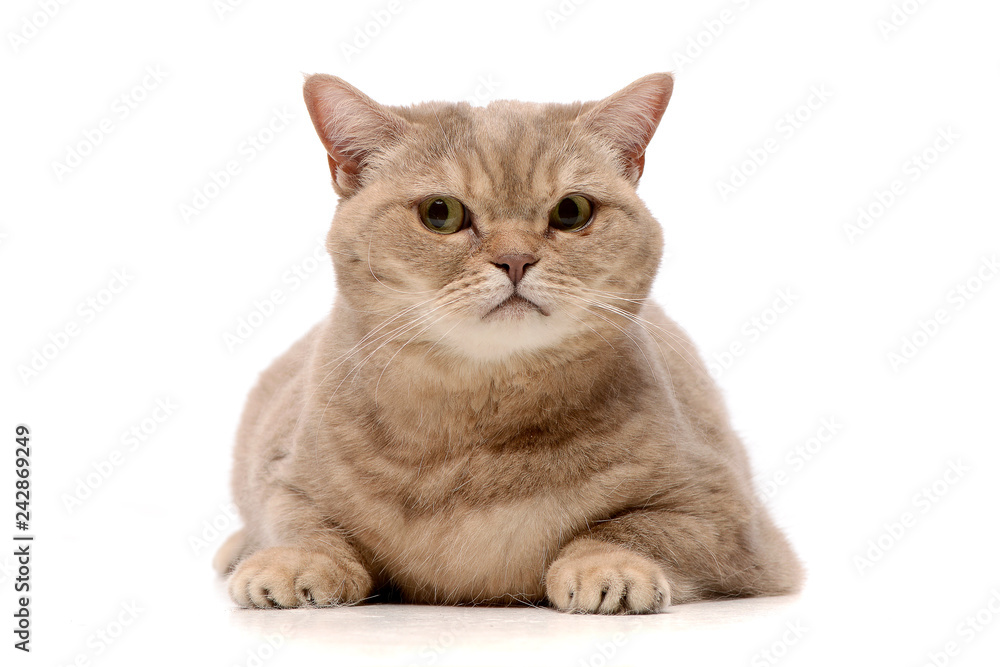 Fototapeta premium Studio shot of an adorable domestic cat