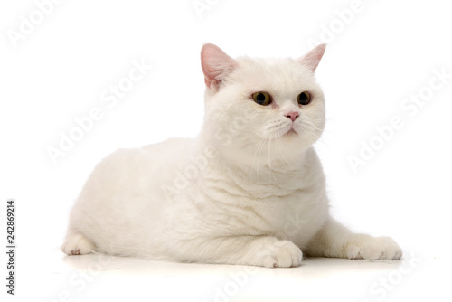 Studio shot of an adorable domestic cat © kisscsanad