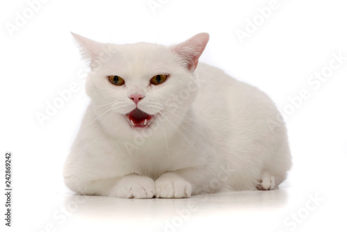 Studio shot of an adorable domestic cat