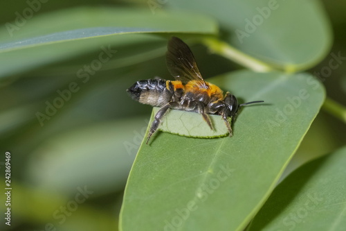 Close-up Leafcutter Bee (genus Megachile) cutting green leaf with nature background, leafcutter bee make nest with many leaves in a hole of tree branch.