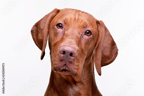 Portrait of an adorable Hungarian Vizsla