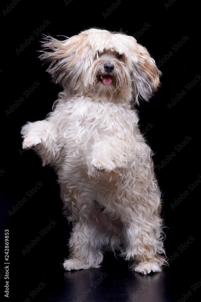 Studio shot of an adorable Shi-Tzu Studio shot of an adorable Shi-Tzu